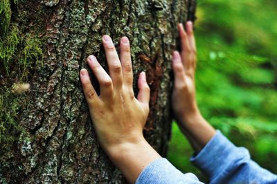 Cropped hands of woman touching tree trunk