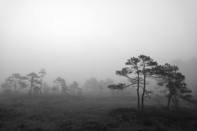 Trees on field against sky