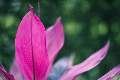 Close-up of pink lily blooming outdoors