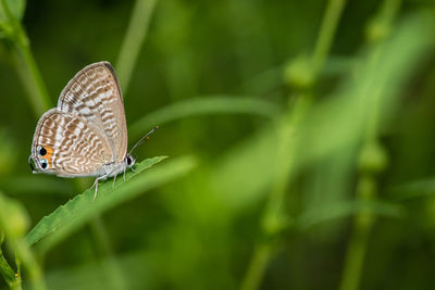 Butterfly on leaf