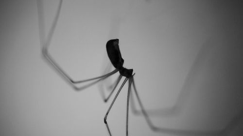 Close-up of damselfly perching on white background