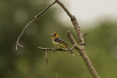 Close-up of bird perching on branch