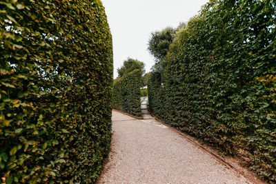 Footpath amidst trees in park
