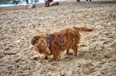 Full length of a dog on sandy beach