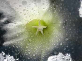 Close-up of wet flower in rain