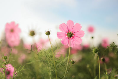 Close-up of pink cosmos flowers on field