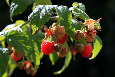 Close-up of red berries growing on plant