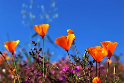 Close-up of orange flowering plants on field against blue sky