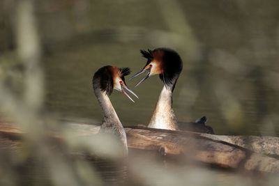 Great crested grebes courtship