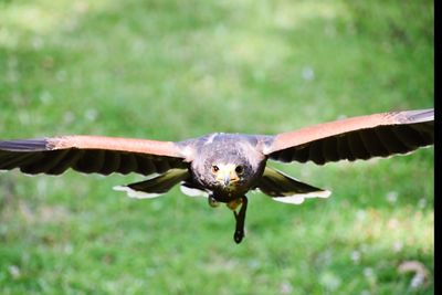 Close-up of a bird flying over a land