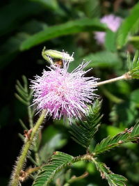 Close-up of insect on purple thistle flower