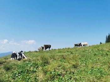 Cows on field against sky