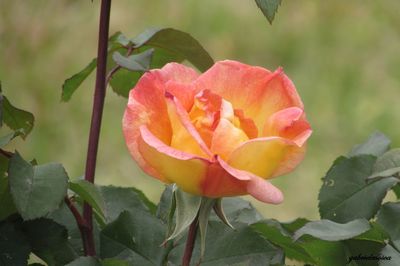 Close-up of rose blooming outdoors