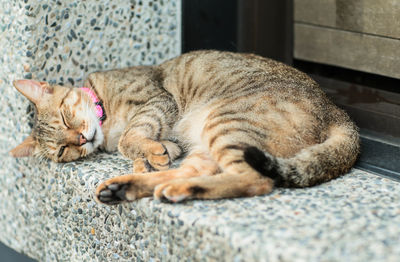 Close-up of cat sleeping