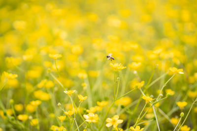 Close-up of bee on yellow flower