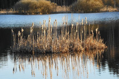 Reeds growing in lake