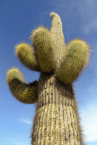 Low angle view of prickly pear cactus against sky