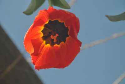 Close-up of orange hibiscus blooming against sky