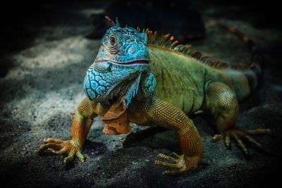 Close-up of iguana on sand