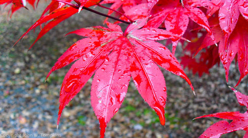 Close-up of leaves on tree