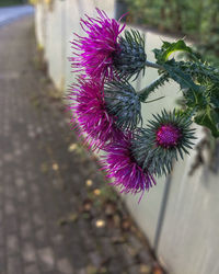 Close-up of purple flower