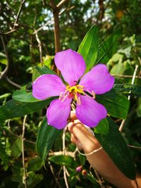 Close-up of pink flower blooming outdoors