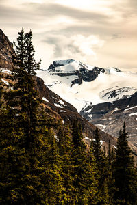 Scenic view of snowcapped mountain with pine trees