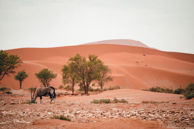 Scenic view of desert against clear sky