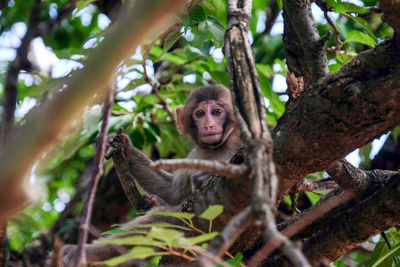 Monkey chilling out at arashiyama monkey park, kyoto, japan