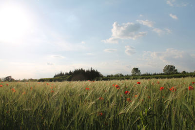 Scenic view of wheat field against sky