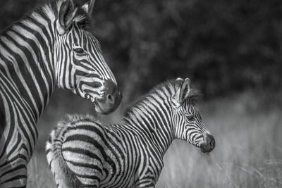 View of two zebras