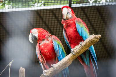 Close-up of parrot perching on branch