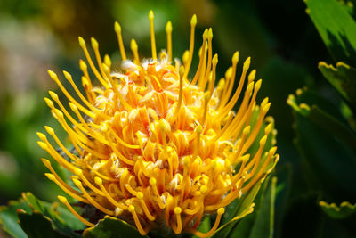 Close-up of yellow flowering plant