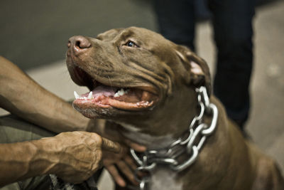 Close up portrait of abkc purebred original american pit bull classic dog in urban surrounding