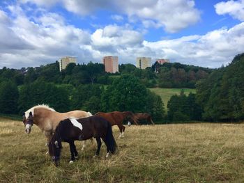 Horses in a field
