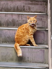 Portrait of cat sitting outdoors