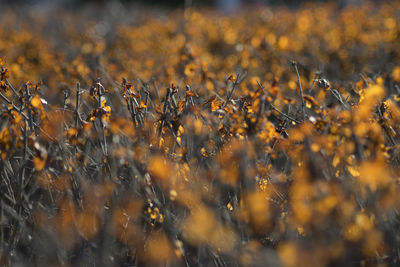 Full frame shot of crops on field