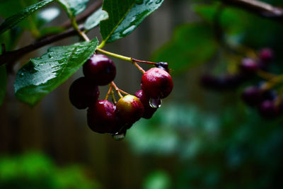 Close-up of red berries growing on tree