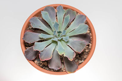 Close-up of plant on table