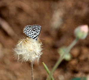 Close-up of flower against blurred background