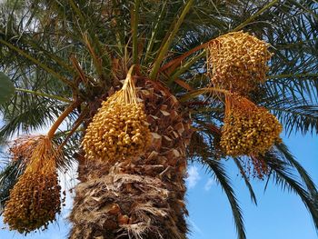 Low angle view of palm tree against sky