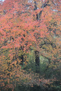 Trees in forest during autumn