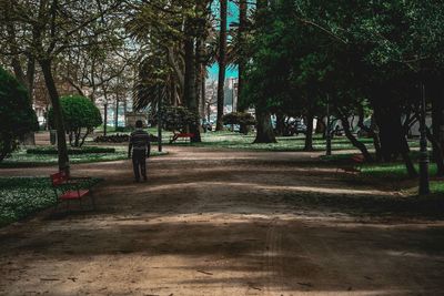 Trees in park against sky