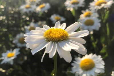 Close-up of white daisy