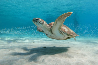 Turtle swimming in sea