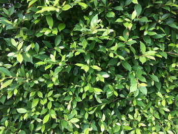 Full frame shot of plants