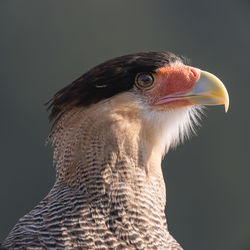 Close-up of eagle