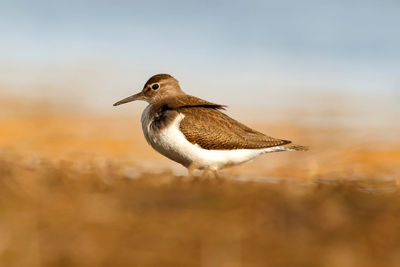 Close-up of a bird