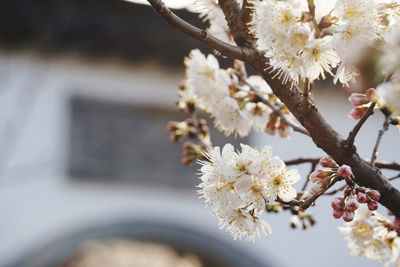 Close-up of cherry blossom