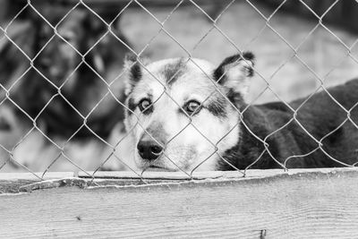 Portrait of dog behind fence